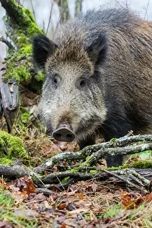 Saone: Wild Boar. Haute Saone, France