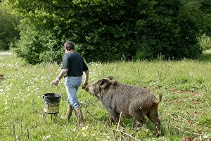 Keeper: Wild Boar - with keeper