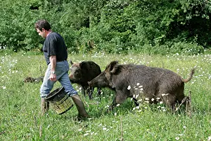 Keeper: Wild Boar - with keeper