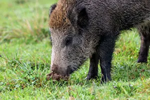 Vesoul: Wild Boar - looking for worms. Vesoul, Haute
