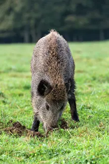 Vesoul: Wild Boar - looking for worms. Vesoul, Haute
