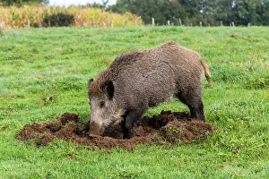 Vesoul: Wild Boar - looking for worms. Vesoul, Haute
