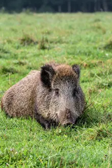 Saone: Wild Boar - lying down. Vesoul, Haute Saone