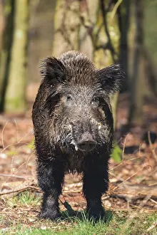 190721: Wild boar - male in forest - Germany