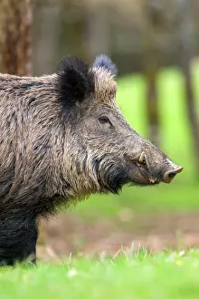 Saone: Wild Boar - male. Haute Saone, France