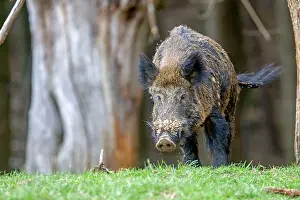 Saone: Wild Boar - male. Haute Saone, France