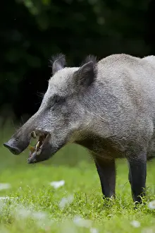 171017: Wild boar - male portrait - Germany