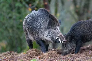 Saone: Wild Boar - male in rut. Haute Saone, France