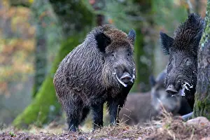 Saone: Wild Boar - male in rut. Haute Saone, France