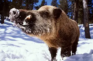 Level: WILD BOAR - Male in snow