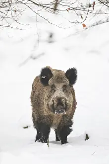 070322: Wild Boar - male in snow - Germany