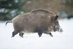 070322: Wild Boar - male in snow - Germany