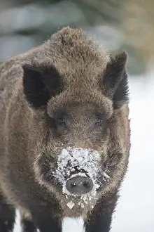 070322: Wild Boar - male in snow - Germany