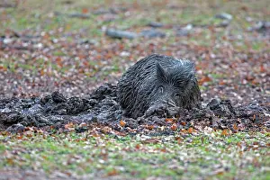 Wallowing: Wild Boar - in mud. Haute Saone, France