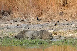 Wallowing: Wild Boar in Mud Wallow