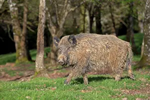 Saone: Wild Boar - muddy male. Haute Saone, France