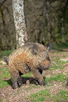 Saone: Wild Boar - muddy male. Haute Saone, France