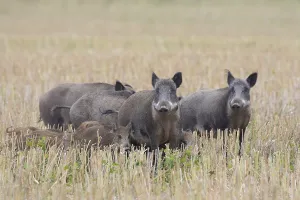 Stubble: Wild boar - pack fleeing over a stubble field - Sweden