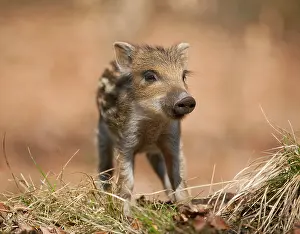 Boars: Wild Boar - piglet, captive, North Rhine-Westphalia