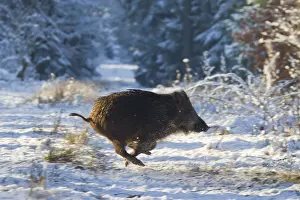 Scrofa: Wild boar - piglet running in snow - Germany