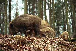 Digging: WILD BOAR - with piglets