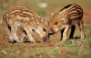 Boar: Wild BOAR - two piglets