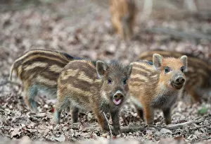 Boars: Wild Boar - piglets, Daun, Eifel, Rhineland-Palatinate