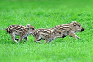 Boars: Wild boar - piglets, Swabian Alb, Baden-Wuerttemberg