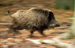 Charging: Wild BOAR - running