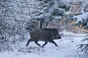 051118: Wild boar - running animal in winter - Germany