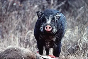 Carcasses: WILD BOAR - scavenging hangul / Kashmir deer carcass