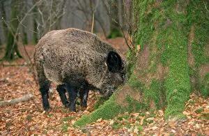 Truffles: Wild Boar - searching for truffles