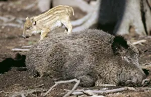 Piglet: Wild Boar -sleeping, with young on back