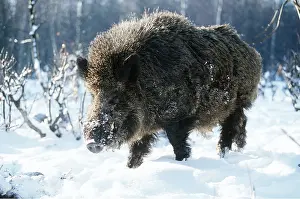 Boars: WILD BOAR - on snout in snow