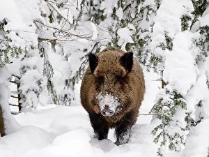 Wild Boar - in snow