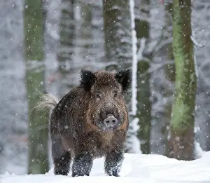 Viewed: Wild boar - in the snow