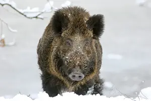 Boar: Wild Boar in snow