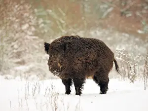 141217: Wild Boar in the snow in winter in Germany