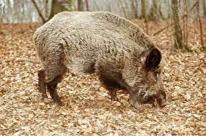 Boar: WILD BOAR - snuffling