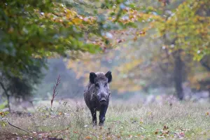 Boar: Wild Boar sow