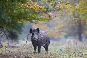 Boar: Wild Boar sow