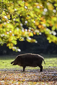 Boar: Wild Boar sow