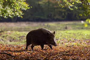 Boar: Wild Boar sow