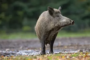 Boar: Wild Boar sow