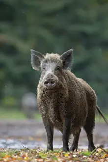 Boar: Wild Boar sow