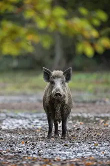 Boar: Wild Boar sow