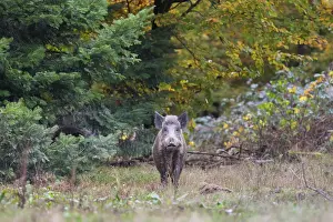 Boar: Wild Boar sow