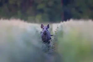 Boar: Wild Boar sow field