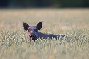 Boar: Wild Boar sow field