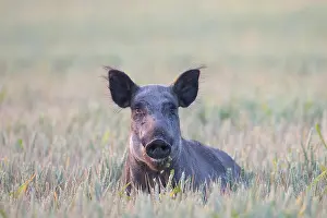 Boar: Wild Boar sow field